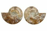 Cut & Polished, Agatized Ammonite Fossil - Deep Crystal Pockets #323405-1